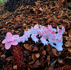 Cherry Blossom Dragon